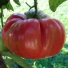 3 Live Red Brandywine Heirloom Tomato Plants 4-8" Seedlings Outdoor Garden - Image 1