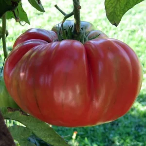 3 Live Red Brandywine Heirloom Tomato Plants 4-8" Seedlings Outdoor Garden - Image 1
