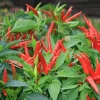 3 Live Red Chili Pepper Plants - 6-10 inch Spring Seedlings for Garden - Image 1