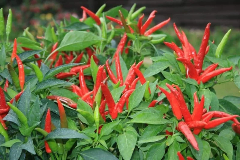 3 Live Red Chili Pepper Plants - 6-10 inch Spring Seedlings for Garden - Image 1