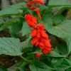 3 Live Red Salvia Plants Scarlet Sage, 5-7” Tall, In Bud/Bloom, Outdoor Flower - Image 1