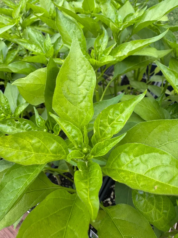 3 Live Shishito Pepper Plants – 8-11 inch Seedlings – Spring Garden - Image 2