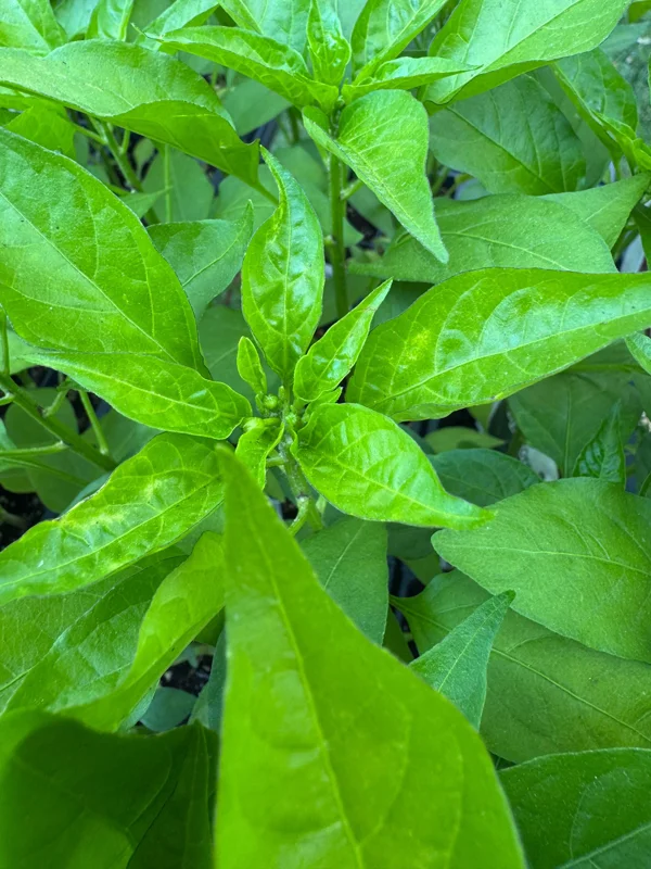 3 Live Shishito Pepper Plants – 8-11 inch Seedlings – Spring Garden - Image 3