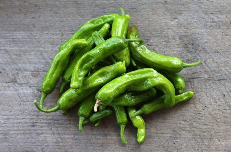 3 Live Shishito Pepper Plants – 8-11 inch Seedlings – Spring Garden - Image 1