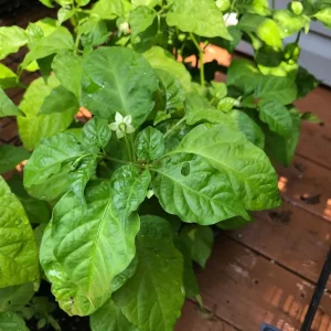 3 Live Trinidad Moruga Scorpion Pepper Plants 5-9” – Spring Garden Seedlings - Image 2
