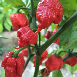 3 Live Trinidad Moruga Scorpion Pepper Plants 5-9” – Spring Garden Seedlings - Image 1