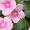 3 Live Vinca Icy Pink Flower Plants - 4-6 inch Blooms, Spring Garden - Image 1