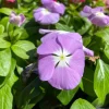 3 Live Vinca Lavender Blue Halo Flower Plants – 4-6 inch – Outdoor Garden - Image 1