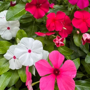 3 Live Vinca Tattoo Mix Flower Plants - In Bloom, 3-6 inch, Garden Ready - Image 2
