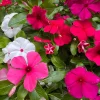 3 Live Vinca Tattoo Mix Flower Plants - In Bloom, 3-6 inch, Garden Ready - Image 1