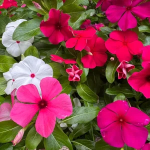 3 Live Vinca Tattoo Mix Flower Plants - In Bloom, 3-6 inch, Garden Ready - Image 1