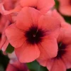 3 Live Vinca Tattoo Papaya Flower Plants - In Bloom, 3-6" Tall - Image 1