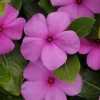 3 Live Vinca Titan Lilac Flower Plants, 4-7 inch, In Bloom, Outdoor Garden - Image 1