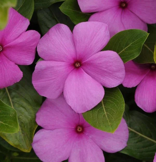 3 Live Vinca Titan Lilac Flower Plants, 4-7 inch, In Bloom, Outdoor Garden - Image 1