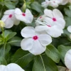 3 Live Vinca Titan Polka Dot Flower Plants - In Bloom, 4-7 inches - Image 1
