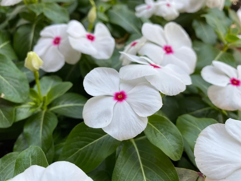 3 Live Vinca Titan Polka Dot Flower Plants - In Bloom, 4-7 inch - Image 1