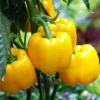 3 Live Yellow Bell Pepper Plants 4-6” – Spring Garden Seedlings - Image 1