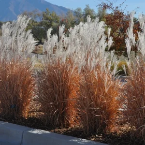3 Pack Autumn Flame Grass Live Plant - Ornamental Perennial Miscanthus, Zones 5-9 - Image 2