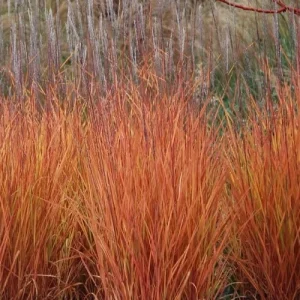 3 Pack Autumn Flame Grass Live Plant - Ornamental Perennial Miscanthus, Zones 5-9 - Image 5