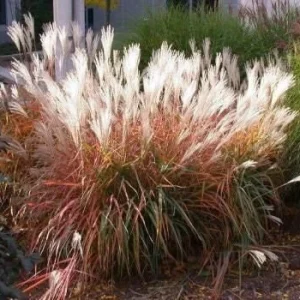 3 Pack Autumn Flame Grass Live Plant - Ornamental Perennial Miscanthus, Zones 5-9 - Image 6