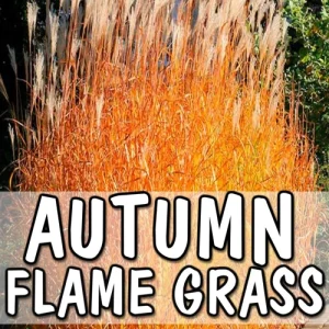 3 Pack Autumn Flame Grass Live Plant - Ornamental Perennial Miscanthus, Zones 5-9 - Image 7