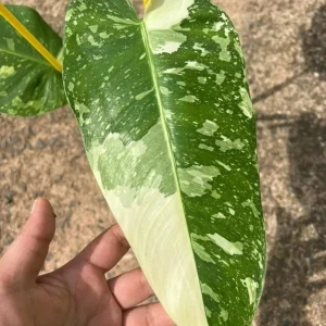 3-Pack Beginner Houseplant Combo Live Plants - Pothos, Spider, Philodendron Starter - Image 10