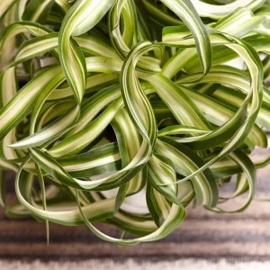 3-Pack Beginner Houseplant Combo Live Plants - Pothos, Spider, Philodendron Starter - Image 3