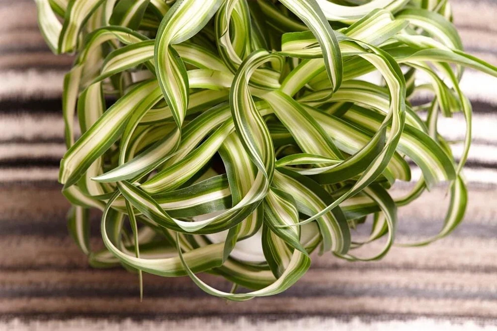3-Pack Beginner Houseplant Combo Live Plants - Pothos, Spider, Philodendron Starter - Image 3