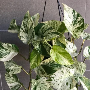 3-Pack Beginner Houseplant Combo Live Plants - Pothos, Spider, Philodendron Starter - Image 4