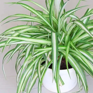 3-Pack Beginner Houseplant Combo Live Plants - Pothos, Spider, Philodendron Starter - Image 5