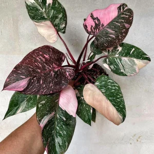 3-Pack Beginner Houseplant Combo Live Plants - Pothos, Spider, Philodendron Starter - Image 6
