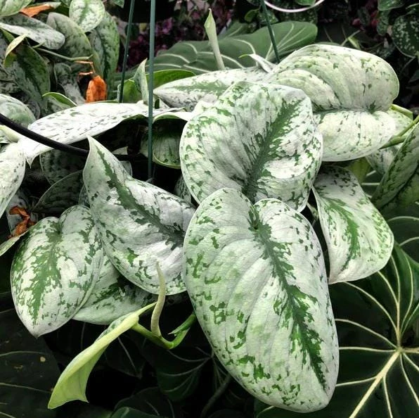 3-Pack Beginner Houseplant Combo Live Plants - Pothos, Spider, Philodendron Starter - Image 7