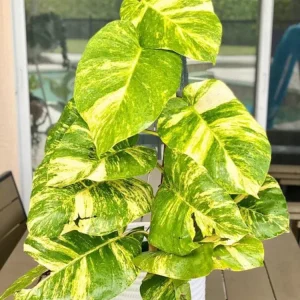 3-Pack Beginner Houseplant Combo Live Plants - Pothos, Spider, Philodendron Starter - Image 9