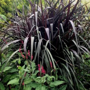 3 Pack Black Princess Grass Live Plant - Pennisetum purpureum - Outdoor - Image 3