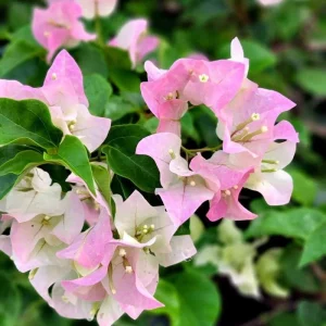 3 Pack Color Blast Bougainvillea Live Plant Starter, 2.5x4 inch Pot, Outdoor Vine - Image 2