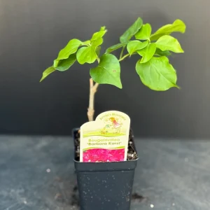 3 Pack Color Blast Bougainvillea Live Plant Starter, 2.5x4 inch Pot, Outdoor Vine - Image 4