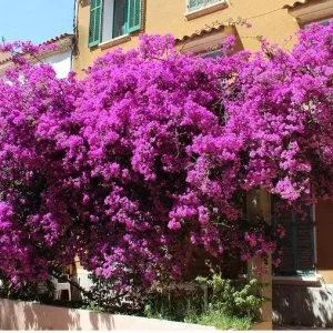 3 Pack Color Blast Bougainvillea Live Plant Starter, 2.5x4 inch Pot, Outdoor Vine - Image 7