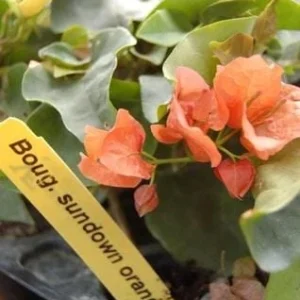 3 Pack Color Blast Bougainvillea Live Plant Starter, 2.5x4 inch Pot, Outdoor Vine - Image 8