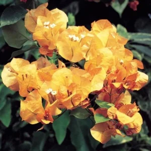 3 Pack Color Blast Bougainvillea Live Plant Starter, 2.5x4 inch Pot, Outdoor Vine - Image 9