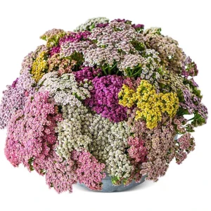 3 Pack Color Blast Yarrow Mix Live Plant - Achillea Perennial Flowers - USDA Zones 3-9 - Image 2
