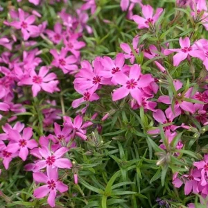 3 Pack Crimson Beauty Creeping Phlox Live Plant – Groundcover Perennial – Outdoor - Image 2