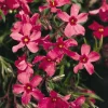 3 Pack Crimson Beauty Creeping Phlox Live Plant – Groundcover Perennial – Outdoor - Image 1