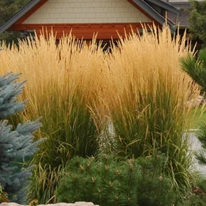 3 Pack Golden Feather Grass 'Karl Foerster' Live Plant – Perennial Grass 5 ft Tall Zone 4-9 - Image 2