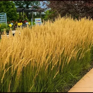3 Pack Golden Feather Grass 'Karl Foerster' Live Plant – Perennial Grass 5 ft Tall Zone 4-9 - Image 1