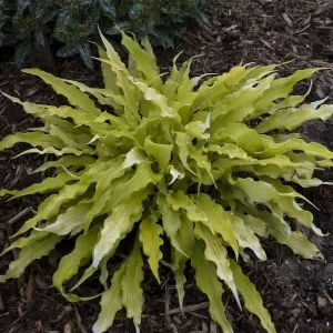 3 Pack Mixed Hosta Live Plants - Shade Perennials - Bare Root or Potted - Image 10