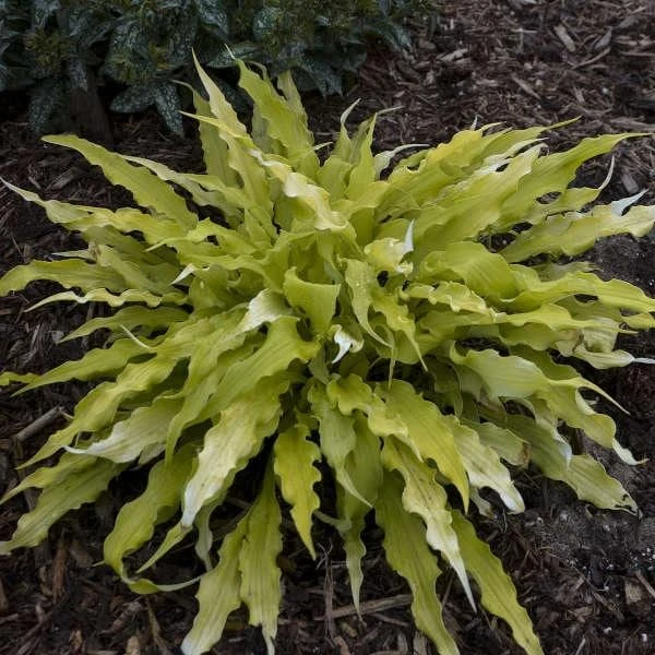 3 Pack Mixed Hosta Live Plants - Shade Perennials - Bare Root or Potted - Image 10