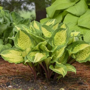 3 Pack Mixed Hosta Live Plants - Shade Perennials - Bare Root or Potted - Image 3