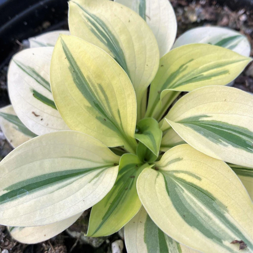 3 Pack Mixed Hosta Live Plants - Shade Perennials - Bare Root or Potted - Image 4