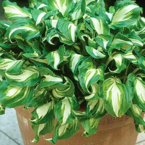 3 Pack Mixed Hosta Live Plants - Shade Perennials - Bare Root or Potted - Image 7