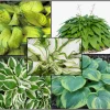 3 Pack Mixed Hosta Live Plants - Shade Perennials - Bare Root or Potted - Image 1
